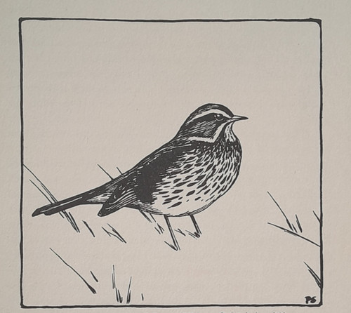 Redwing peter scott - peter, print