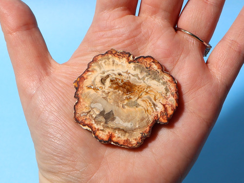 Genuine polished petrified - polished,