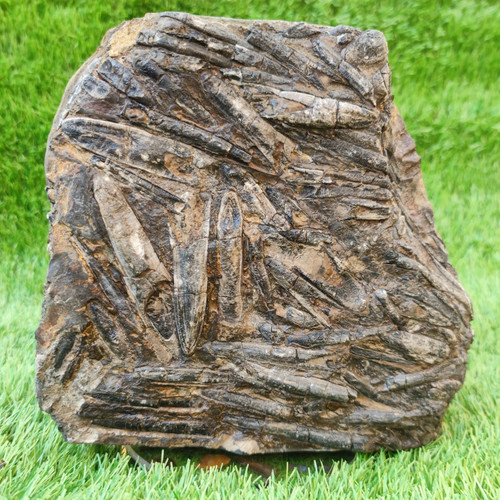 Large belemnite battlefield - belemnite, battlefield/