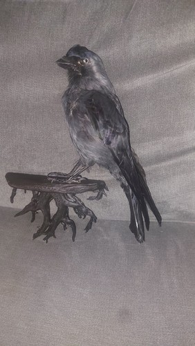 Taxidermy jack daw gothic - taxidermy,