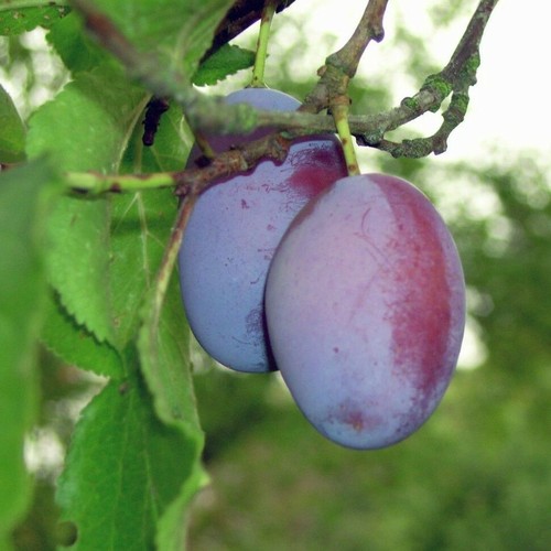 Dwarf patio opal plum - plum, in