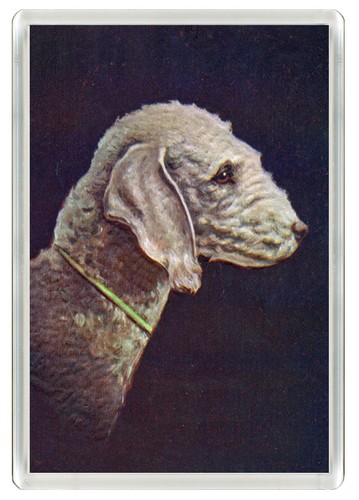 Bedlington terrier dog fridge - dog,
