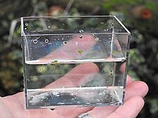 Mini-beast,Pond Dipping