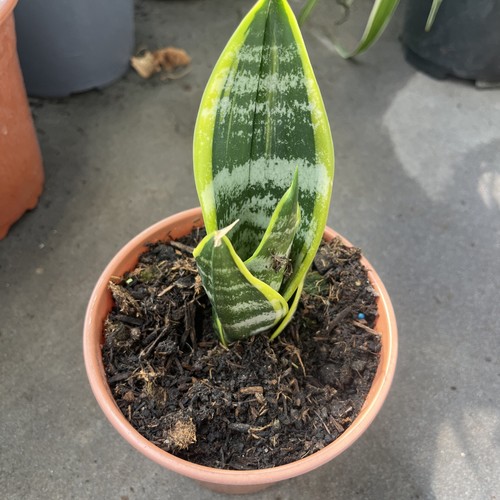 Golden flames sansevieria - golden,