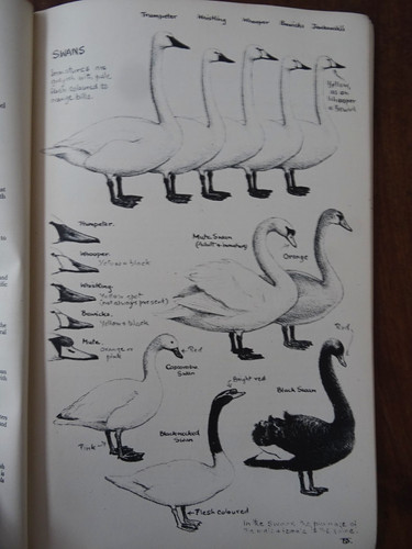 1951 key the wildfowl of - to,