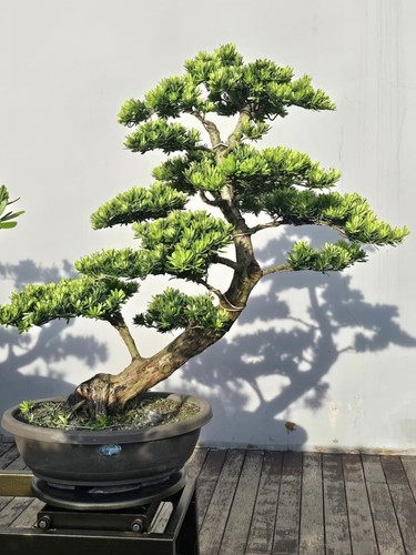 Japanese buddhist pine - japanese,
