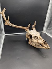 British Fishtail Fallow Buck