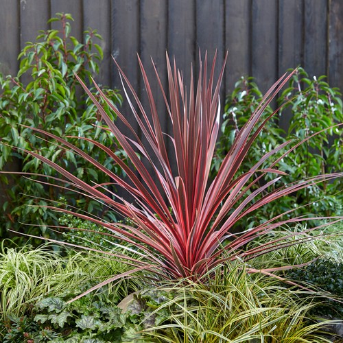 Tropical plant cordyline - plant,,