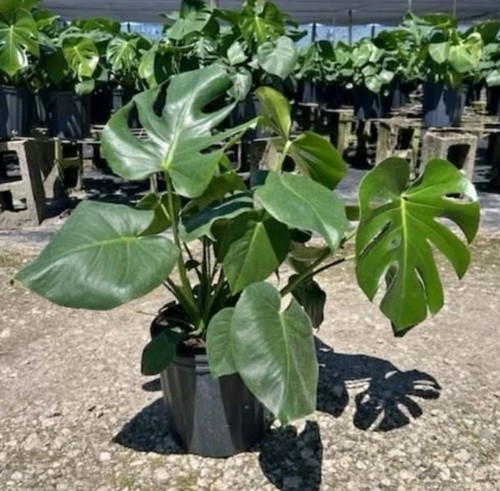 Monstera deliciosa live - monstera, plant