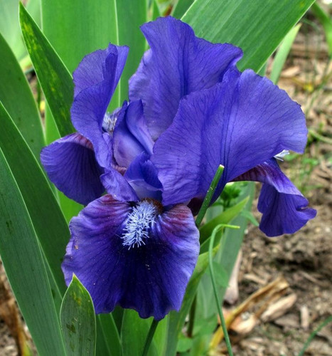 Dwarf bearded iris germanica - bearded,