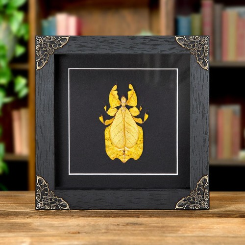 Gray leaf taxidermy insect - gray's,