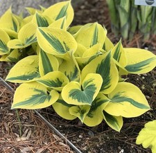 Hosta Shadowland Autumn Frost - garden perennial plant in 1.5 Litre pot