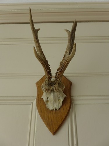 Roe deer skull - deer,