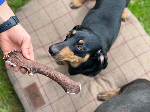 Large red deer antler dog - large,