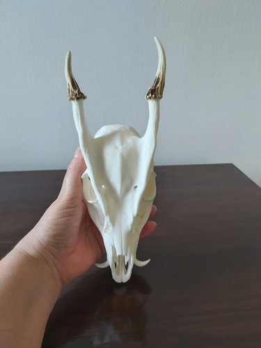 Muntjac buck deer skull - buck,