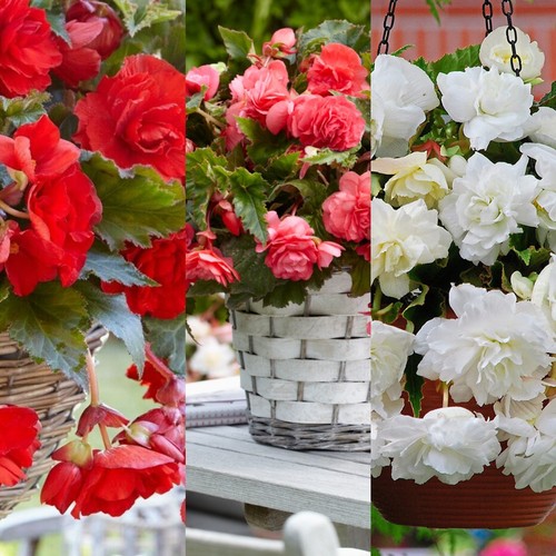 Trailing begonia pendula - begonia,