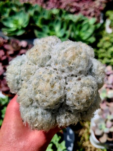 Mammillaria plumosa the - mammillaria, |