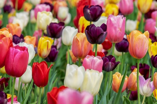 Specie tulips bulbs - specie,