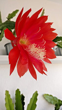 2 X Epiphyllum Hybrid "Samite"