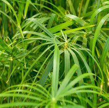 300x Umbrella Plant Seeds  (Cyperus Alternifolius Nanum) - Dwarf Tropical Plant