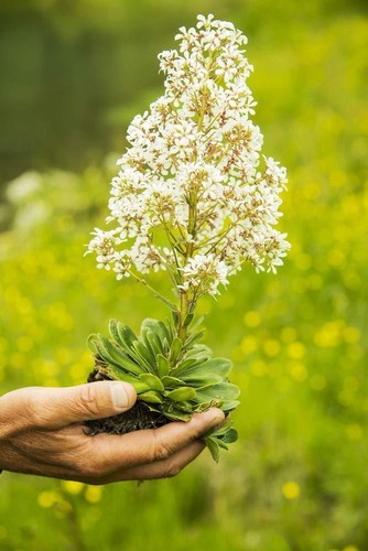 Saxifraga cotyledon seeds - cotyledon,