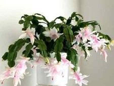 Schlumbergera Truncata. White Christmas Cactus Unrooted Cuttings x 2