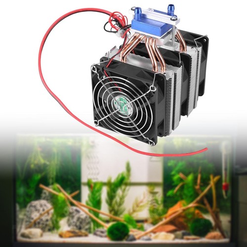Fish shrimp tank aquarium - shrimp,