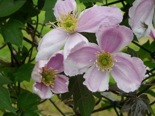 Clematis montana giant - montana, star