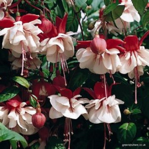 Giant trailing fuchsia - trailing,