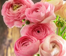 20 Ranunculus Asiaticus PINK