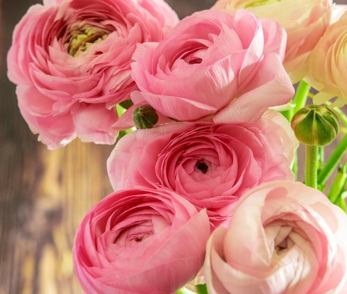 Ranunculus asiaticus pink - ranunculus,