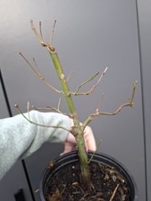 part trained Japanese maple