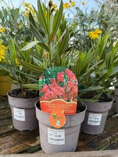 Nerium oleander -Red Flowers -