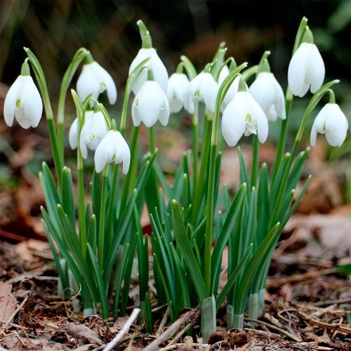 Galanthus nivalis aka snow - galanthus,