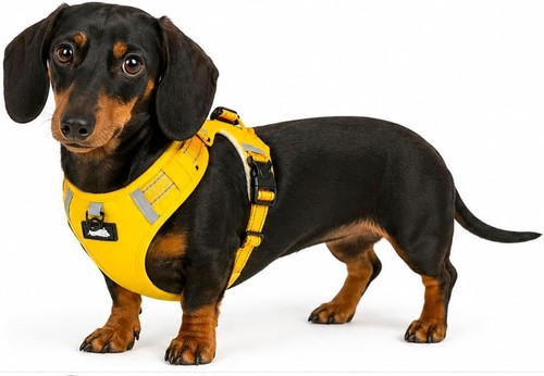 Miniature dachshund harness - dachshund,
