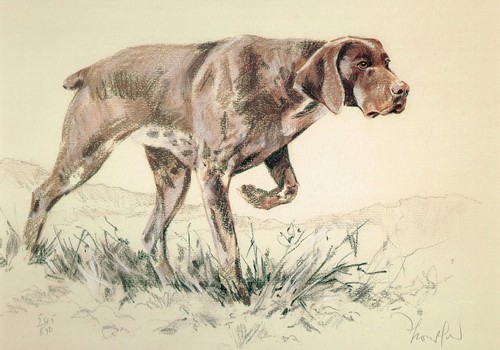 Short haired german pointer - haired,