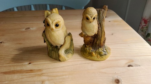 Teviotdale owls in very - 2,