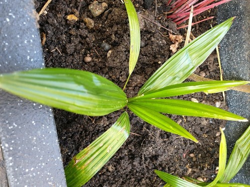 Palm tree plant trachycarpus - palm,