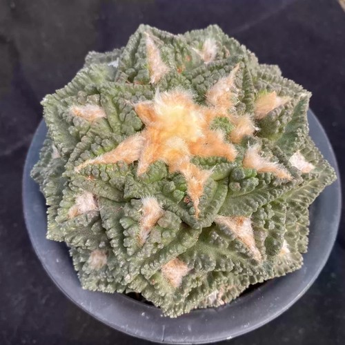 Ariocarpus retusus wart form