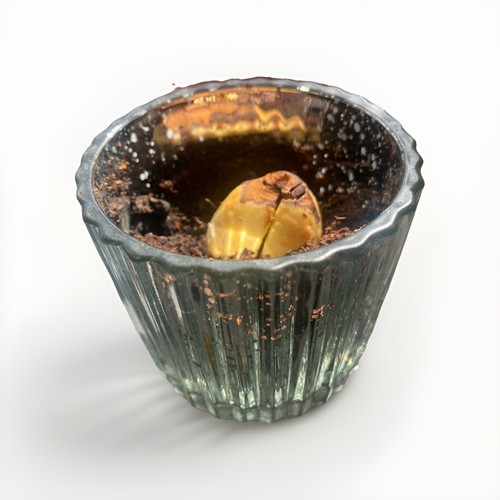 Small avocado seed plant - avocado, with