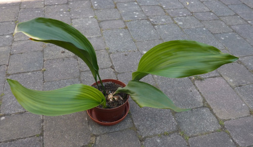 Aspidistra cast iron - aspidistra,
