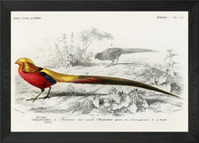 Male Golden Pheasant Illus