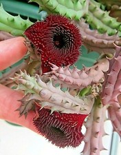 Rare Dark Red Huernia x Pendurata Cactus House Plant.