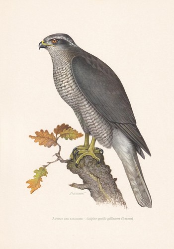 1960 goshawk bird - print,