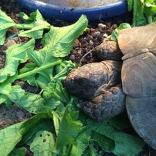 Dream tortoise food mix - bulk