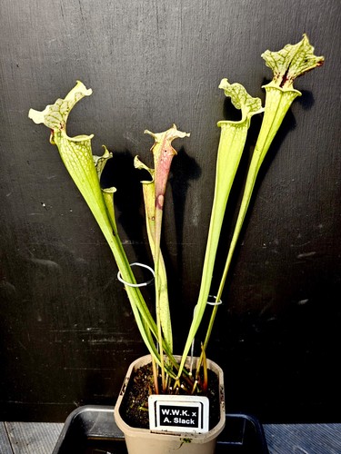 Sarracenia wilkerson white - sarracenia,