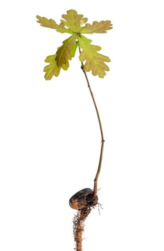 English oak tree saplings - x,