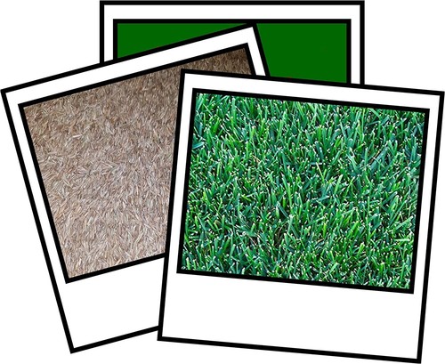 Park blend drought resistant - blend,