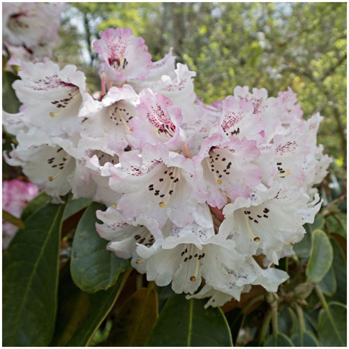 Azalea rhododendron rex - azalea,