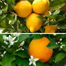 Citrus Tree Plant Fruit Garden